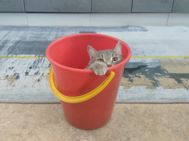 Котовторнику посвящается