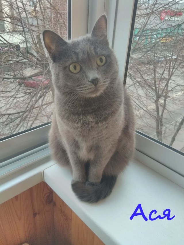 Жизнь домашнего приюта "Котоленд" 379