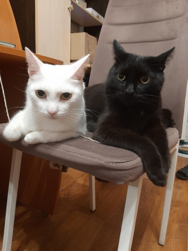 Котовторник. Было - стало