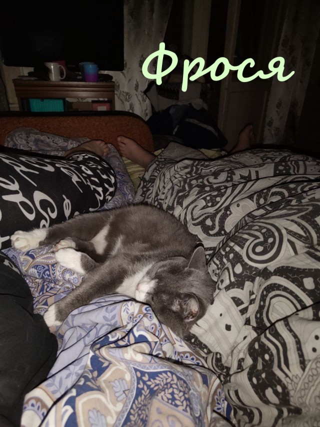 Жизнь домашнего приюта "Котоленд" 384