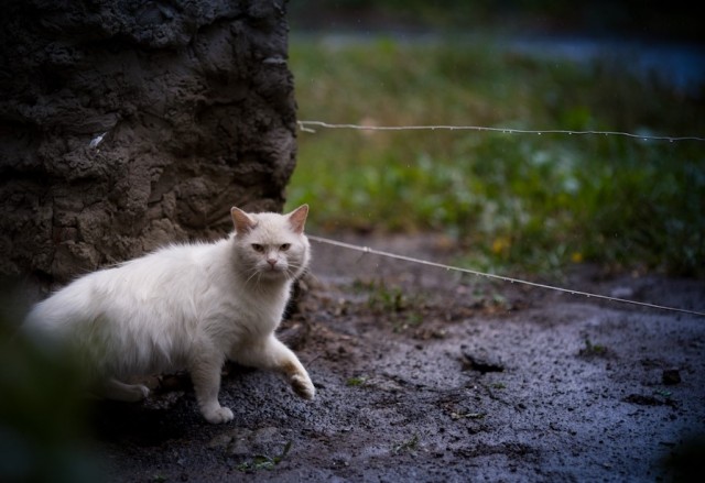 Просто фотопортрет моей кошки к котовторнику