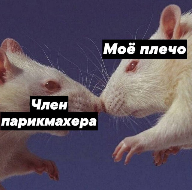 Весёлый полтишок 30.07.23