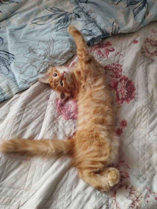 Котовторник. Моему мультяшке 1 год