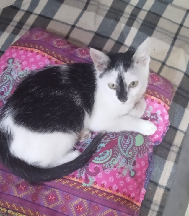 Котовторник 7.11.23