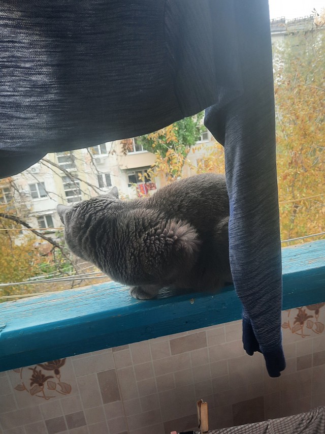 Доброго всем и котиков