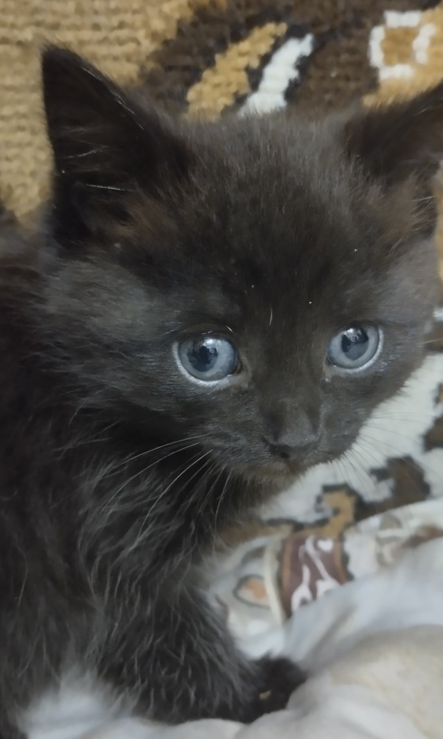 Заводские коты