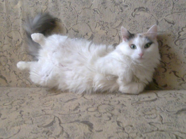 Толстые коты