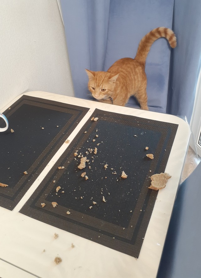 Жизнь с котом в одной картинке