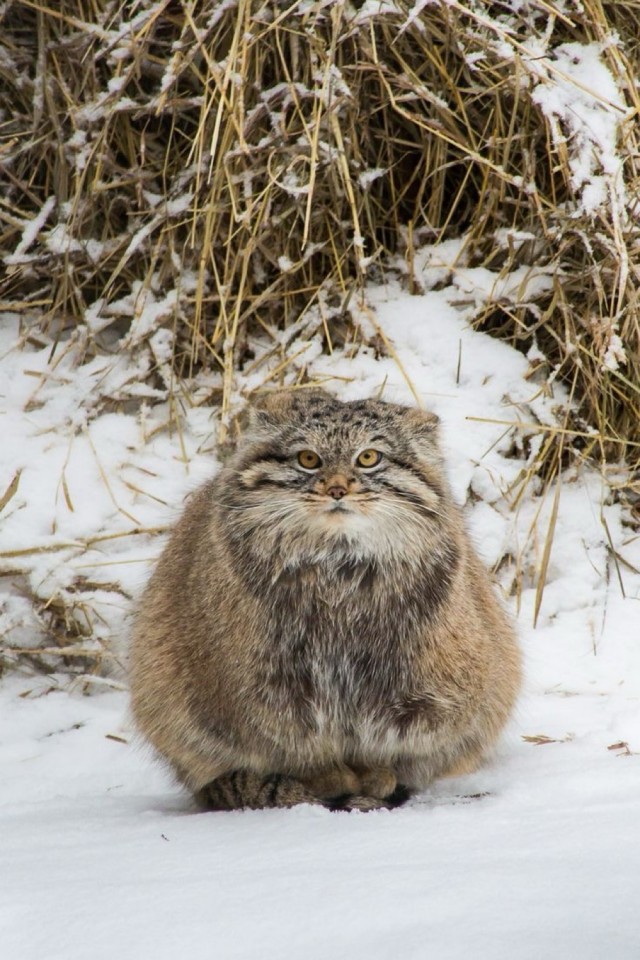 Манул