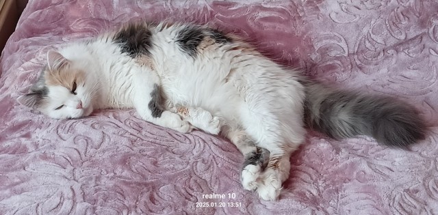 Котовторник!