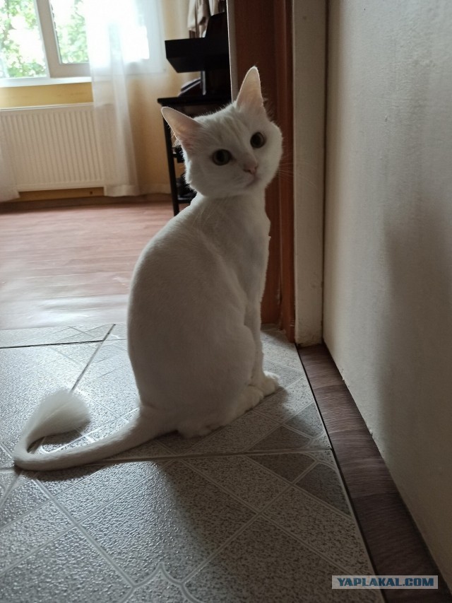 Нефотогеничный кот