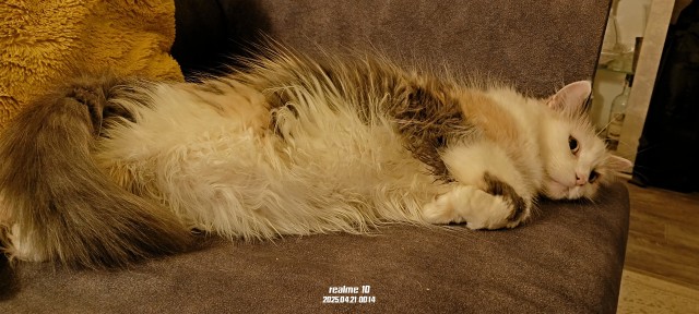 Нефотогеничный кот