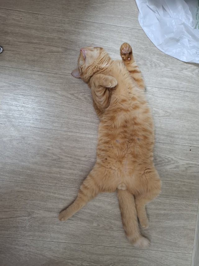 Котовторник
