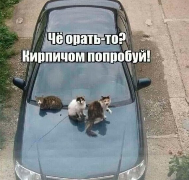 Картинки для деградации 51 (разной степени свежести)