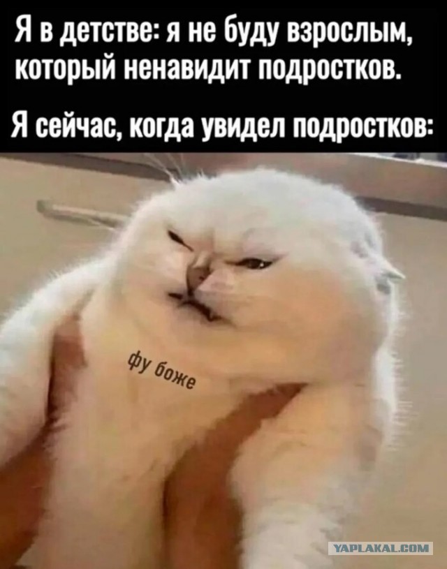 К котовторнику: подборка картинок-баянов с котиками и про котиков. Выпуск 22