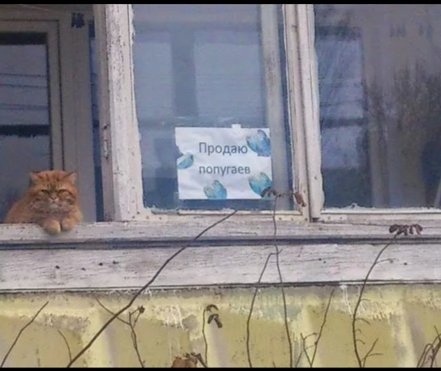Небаянистая деградация 3
