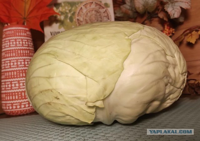 Квашеная капуста.