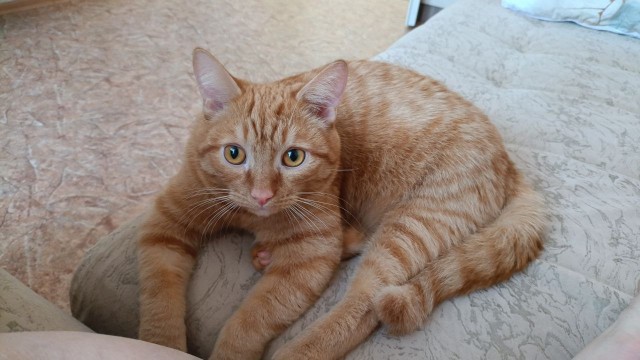 Кошачьи звезды вэбкама