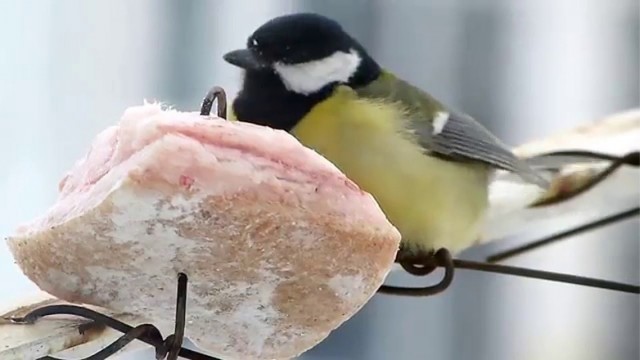 Сова,твой ответ! Россиян призвали подкармливать птиц салом в морозную погоду.