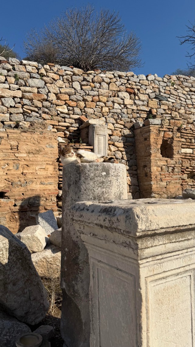 Кошки в развалинах Эфеса, Турция