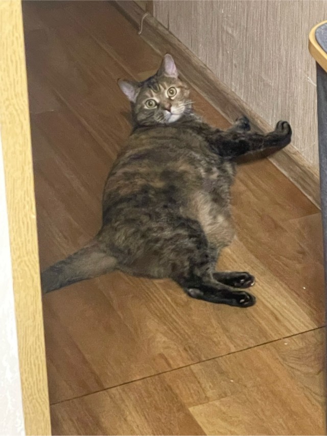 Котовторник
