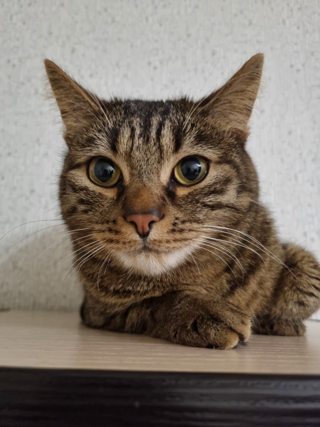 А котовторник уже пришёл?