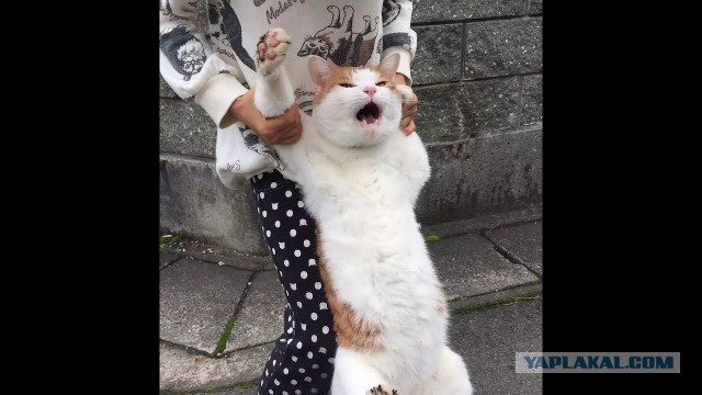 С актуальным советом к 8 Марта влетает Виталий Милонов