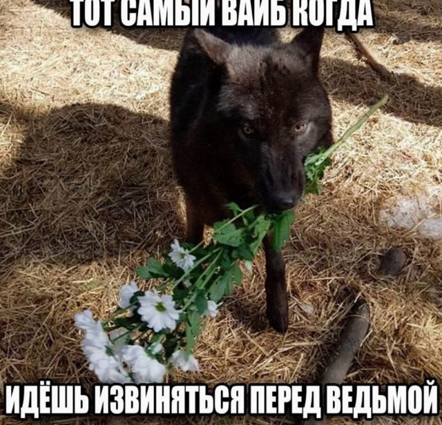 Веселое настроение в картинках 01.08.26