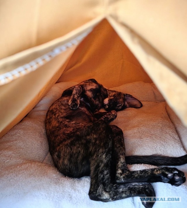 Очередной котовторник