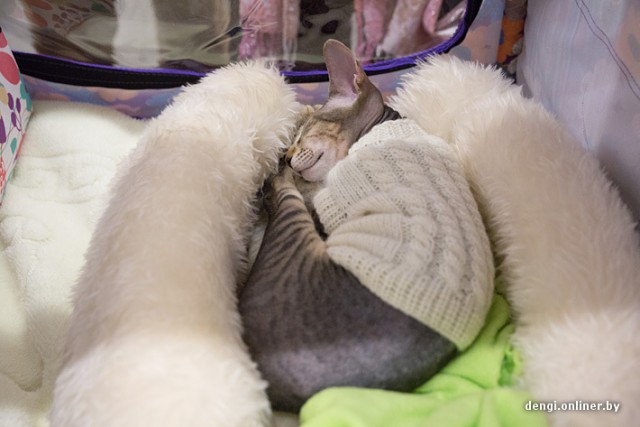 Котовторник 26.11.2013