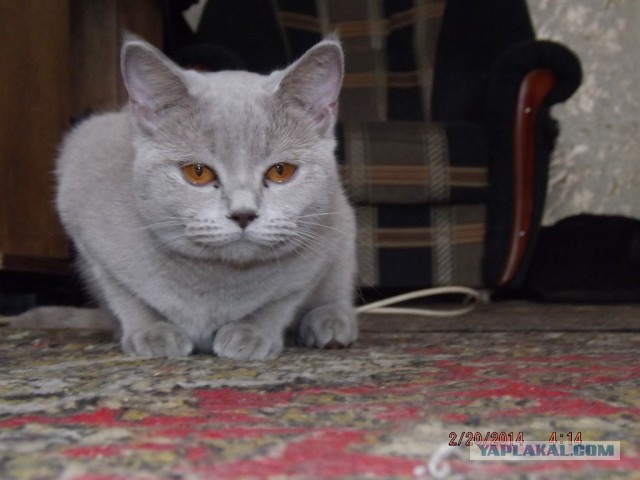 Котовторник 25.02.2014