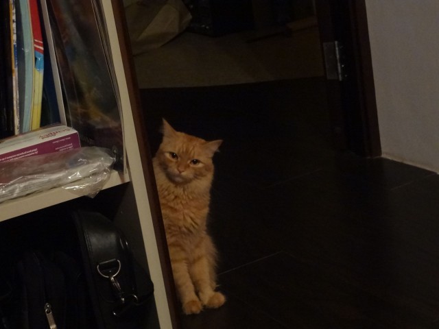 Котовторник 01.04.2014