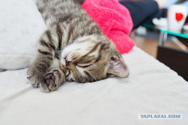 Котовторник 01.04.2014
