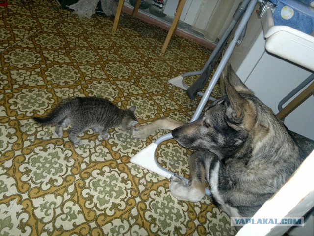 Котовторник 22.04.2014