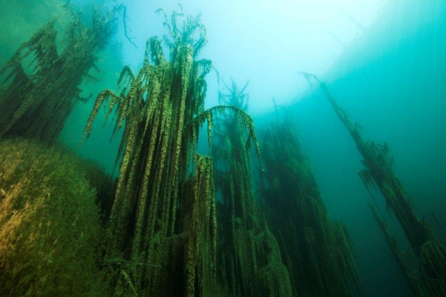 Озеро Каинды - Утонувший лес