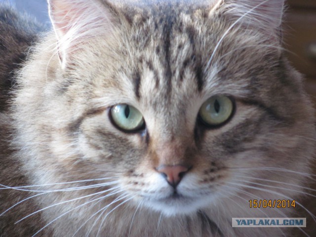 Котовторник 6.05.2014
