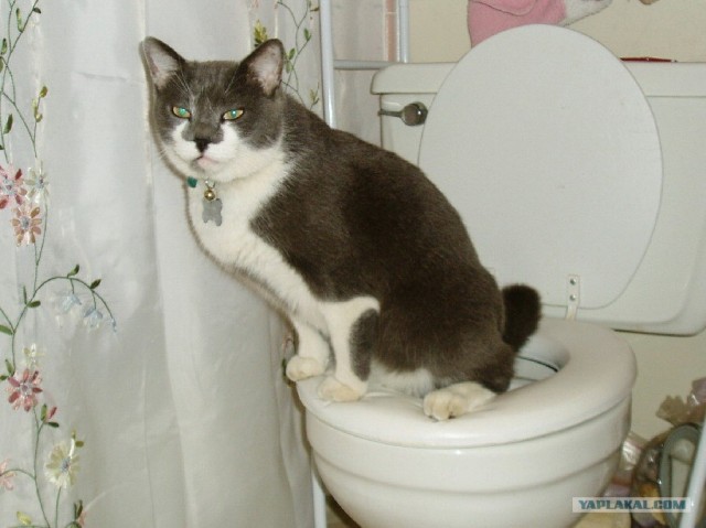 Кошачье мнение