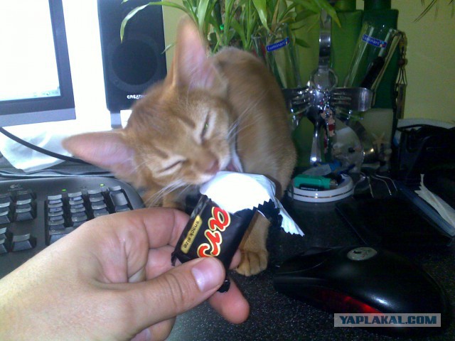 Котовторник 19.08.2014