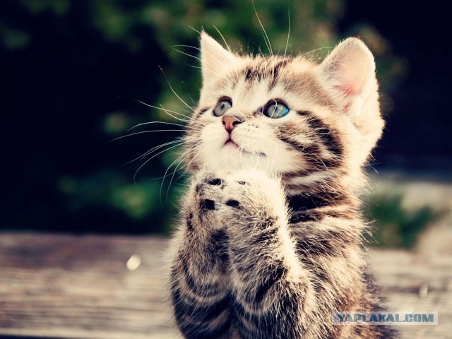 Плюсомет со шпалометом