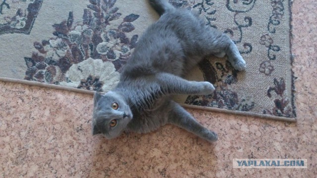 Котовторник 9.12.2014