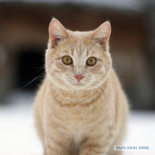 Котовторник 06.01.2015