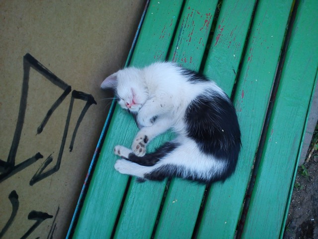 Котовторник
