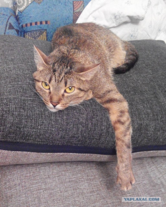 Котовторник