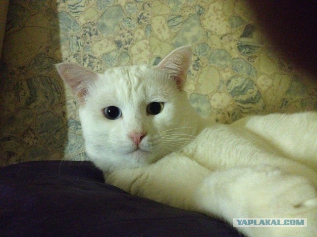 Котовторник