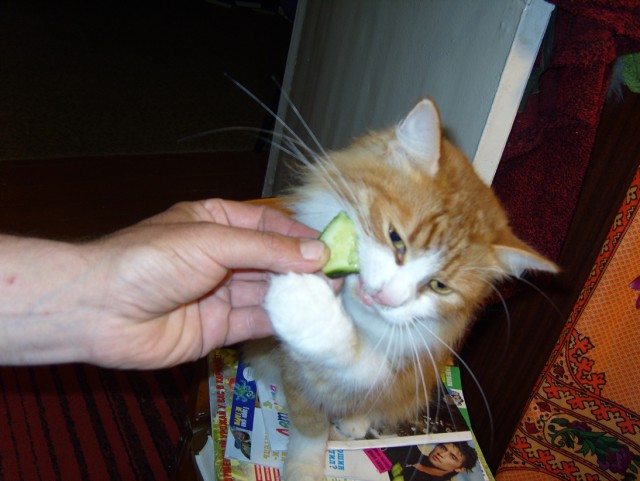 Котовторник 31.03.2015