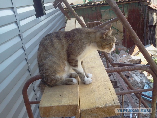 Котовторник 7.07.2015