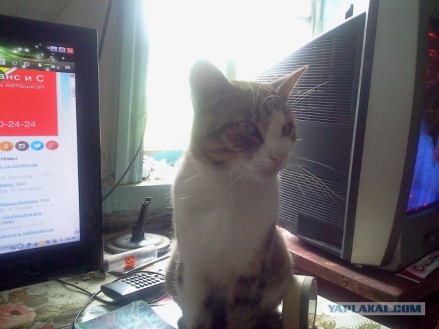 Котовторник 14.07.2015
