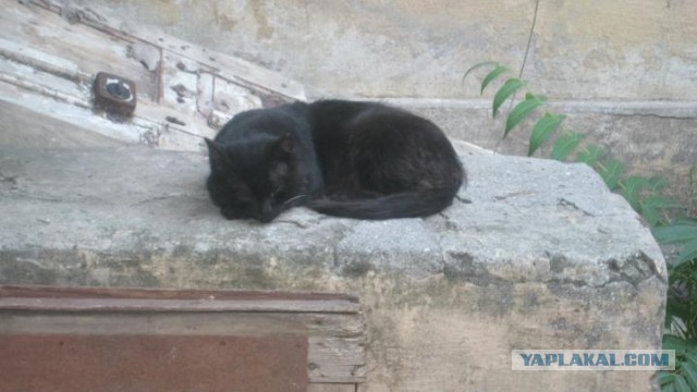 Котовторник 04.08.2015