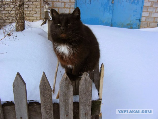 Котовторник