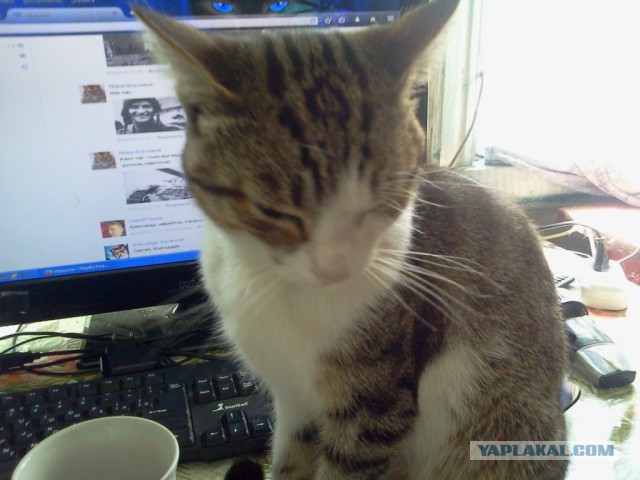 Котовторник 15-09-2015 !